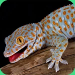 gecko sounds android application logo